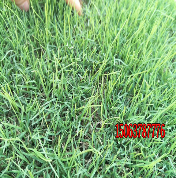 狗牙根草籽適合怎樣播種？