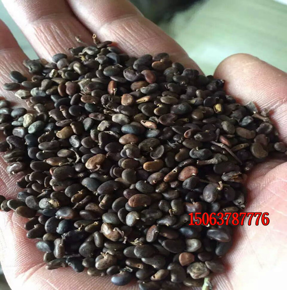 綠化草坪種子大約價格是多少？