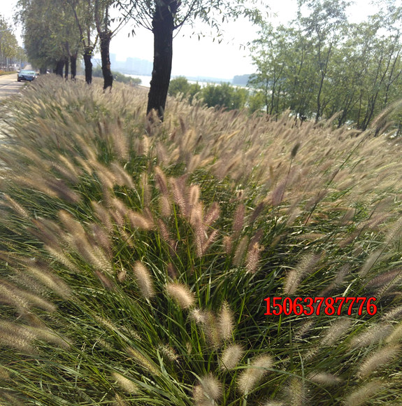 草坪種子種植需要浸泡嗎？