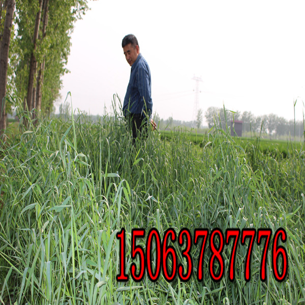 黑麥草草種每平方用量