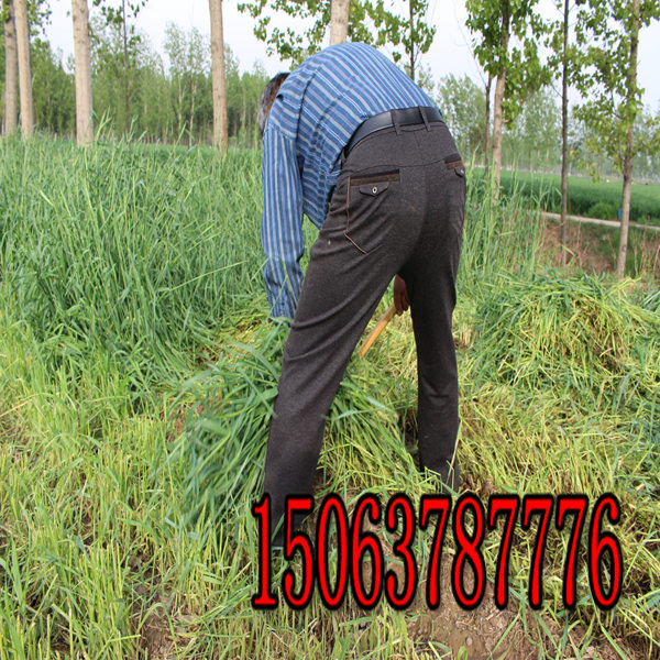 黑麥草草種每平方多少