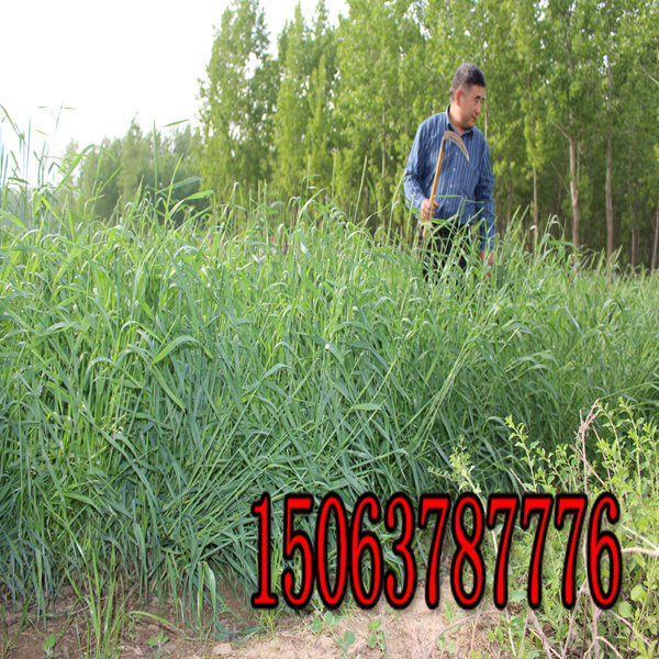 你知道黑麥草草種多少錢一斤嗎