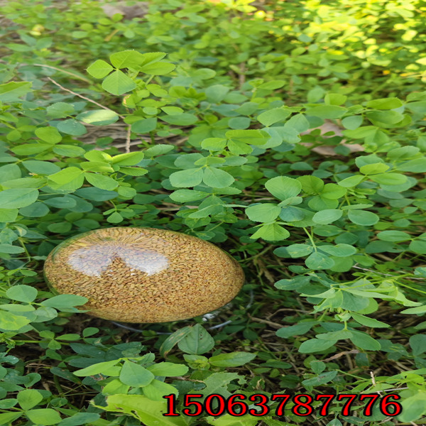 紫花苜蓿草籽能喂羊嗎？