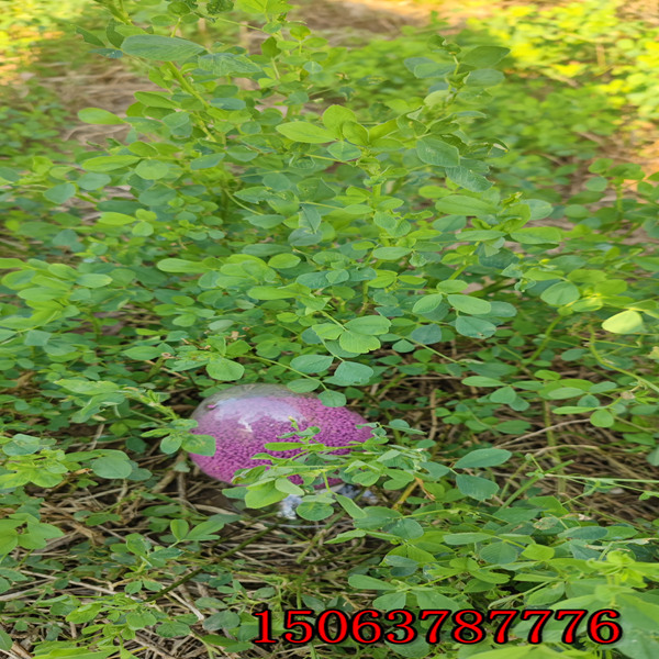 紫花苜蓿草籽能喂羊嗎？
