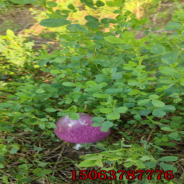 紫花苜蓿草籽能喂羊嗎？