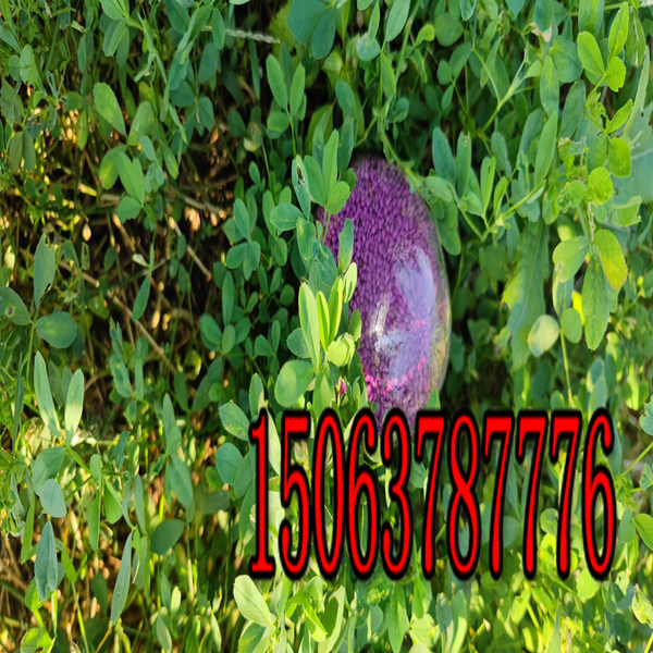 紫花苜蓿草籽怎么種？