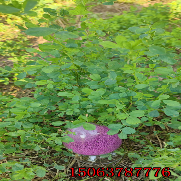 紫花苜蓿草籽怎么種？