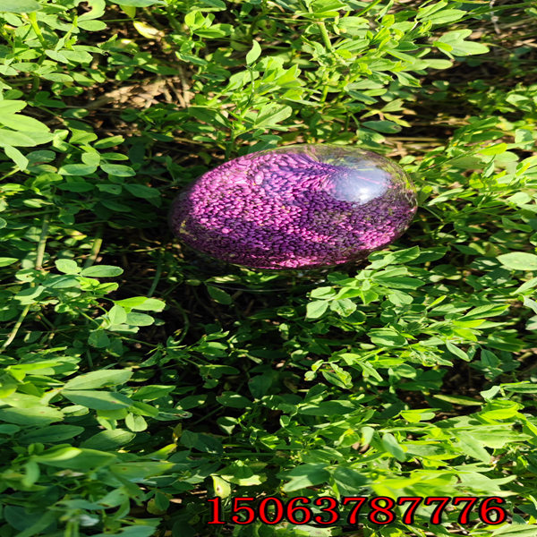 紫花苜蓿草籽怎么種？