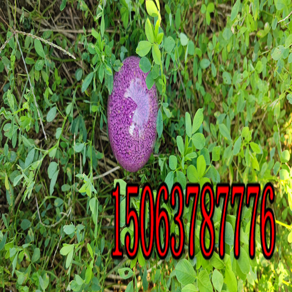 苜蓿草草籽一斤多少錢？