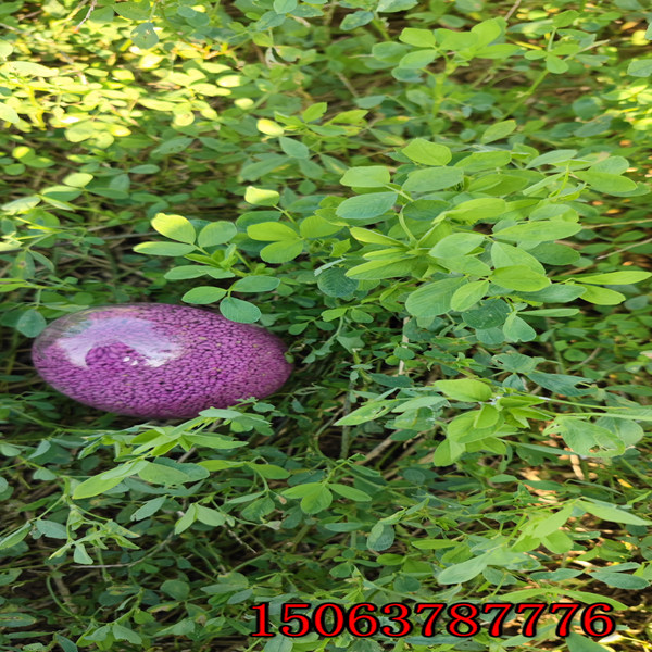 苜蓿草草籽一斤多少錢？