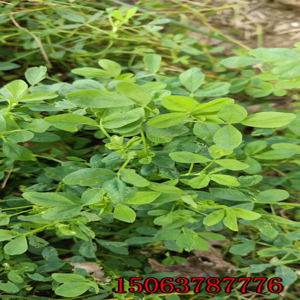 苜蓿草籽用處？