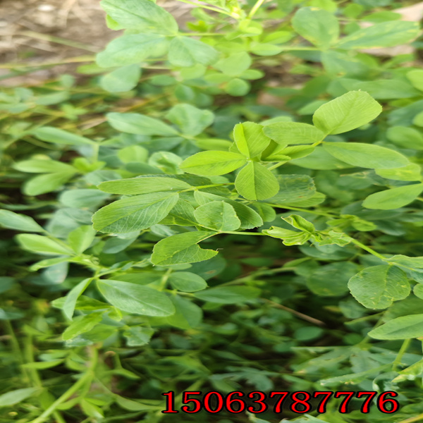 苜蓿草籽一畝產多少斤？