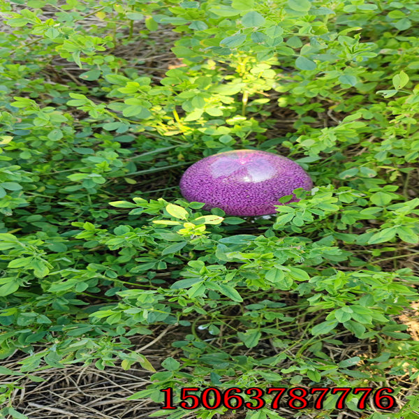 紫花苜蓿草籽多少錢？