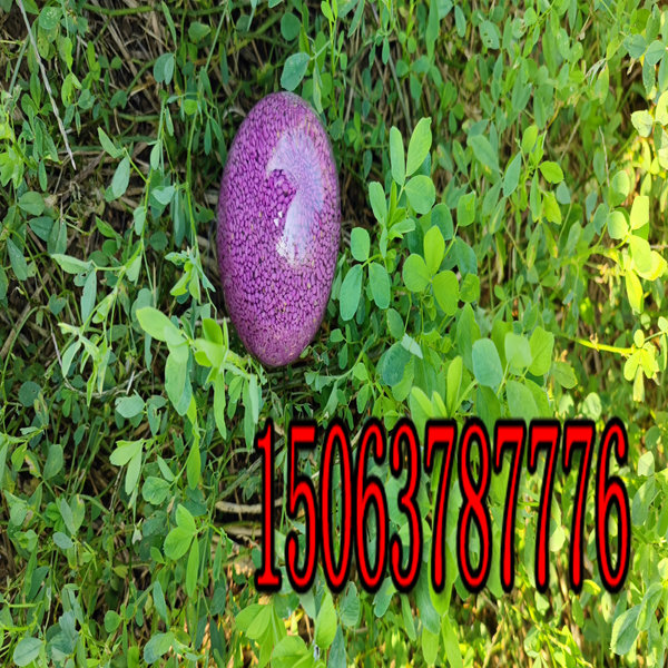紫花苜蓿草籽多少錢？