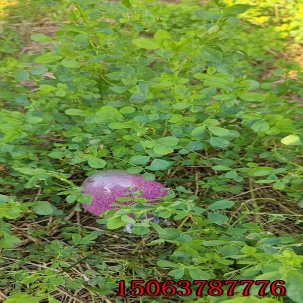 苜蓿草籽哪里賣多少錢一斤？