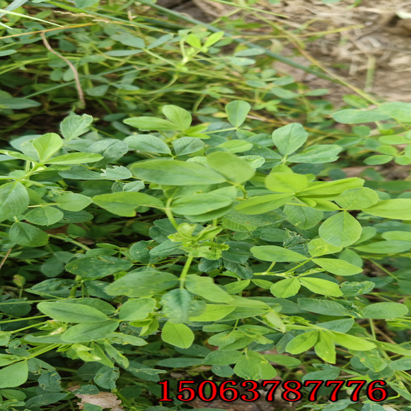 苜蓿草籽一公斤可以播多少平方？