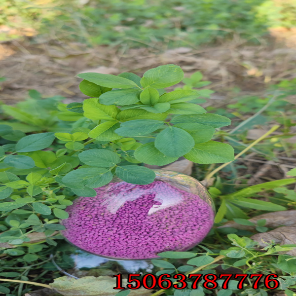 紫花苜蓿草籽選擇？