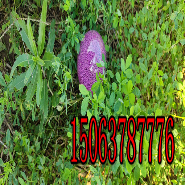 一畝草皮撒多少斤苜蓿草籽？