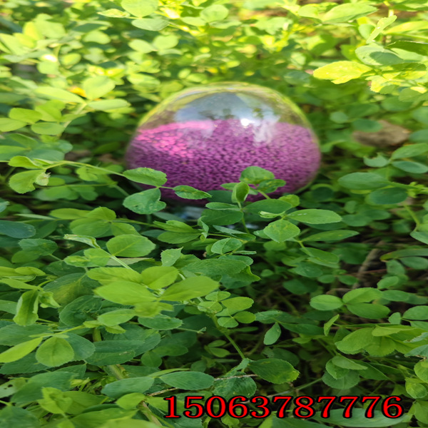一畝草皮撒多少斤苜蓿草籽？