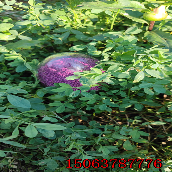 苜蓿草一畝多少草籽？