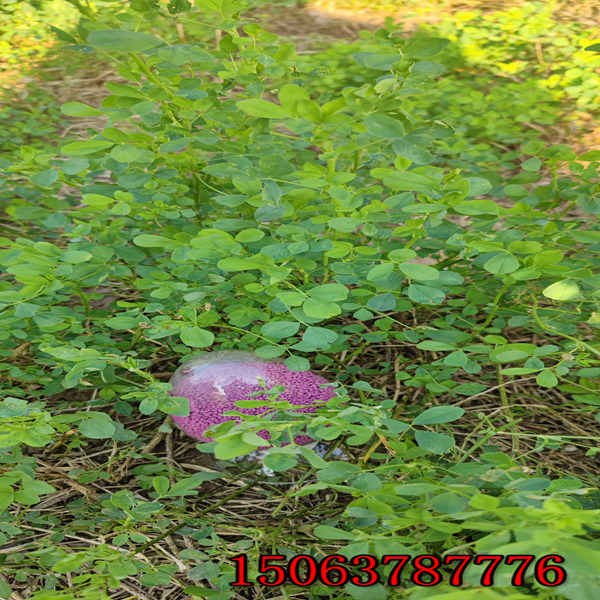 苜蓿草一畝多少草籽？