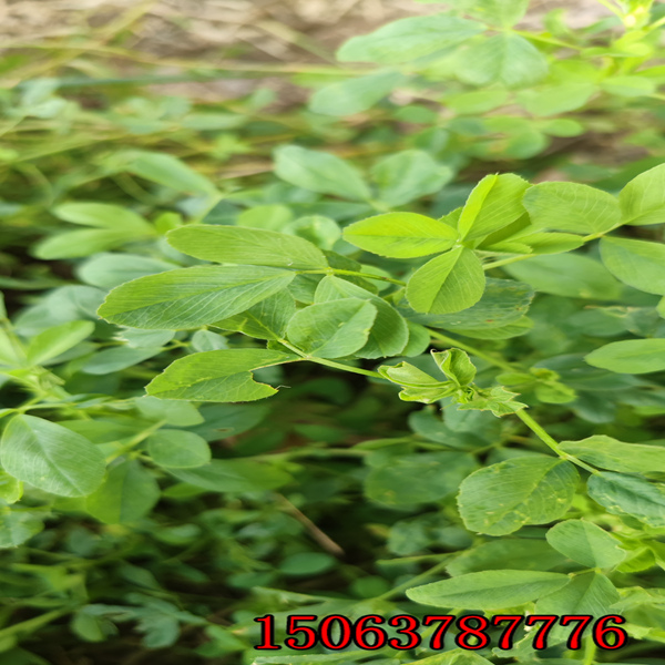苜蓿草一畝多少草籽？
