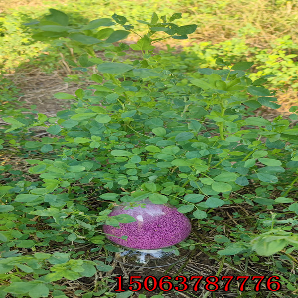 苜蓿草一畝多少草籽？