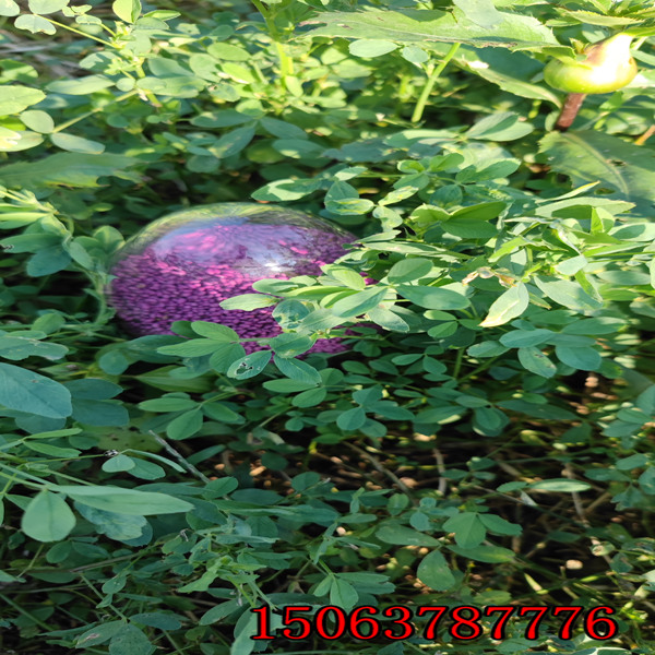 1斤苜蓿草籽多少平？