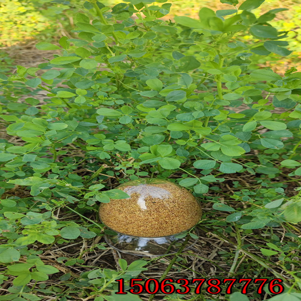 1斤苜蓿草籽多少平？