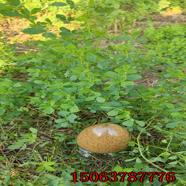 苜蓿草籽一平方多少千克？