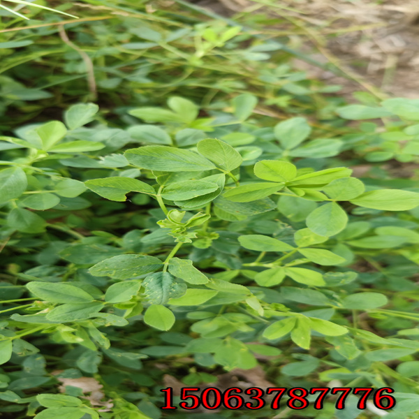 苜蓿草籽一平方多少千克？