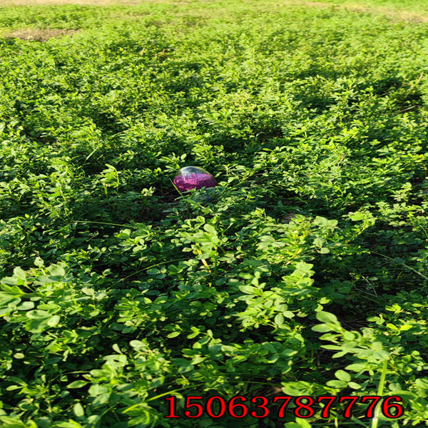 紫花苜蓿草籽撒播密度？