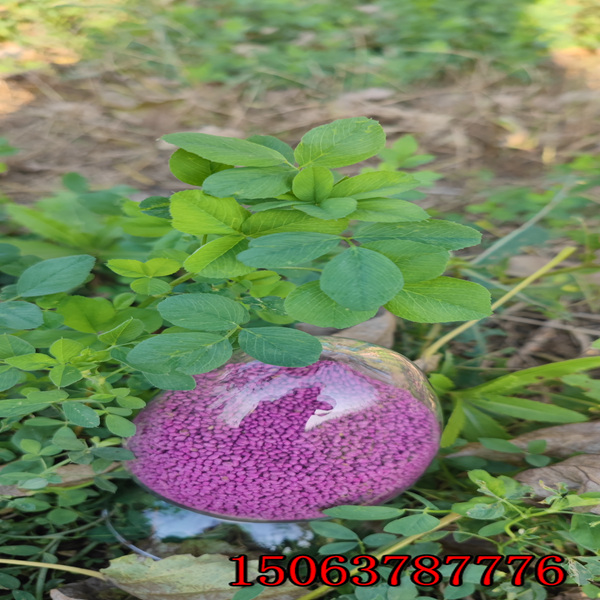 紫花苜蓿草籽撒播密度？