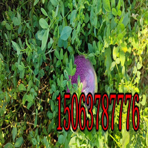 紫花苜蓿草籽撒播密度？
