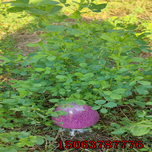 苜蓿草籽每畝需要多少？