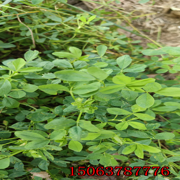 苜蓿草籽每畝需要多少？