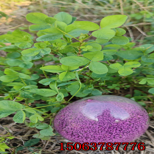 苜蓿草籽每畝需要多少？