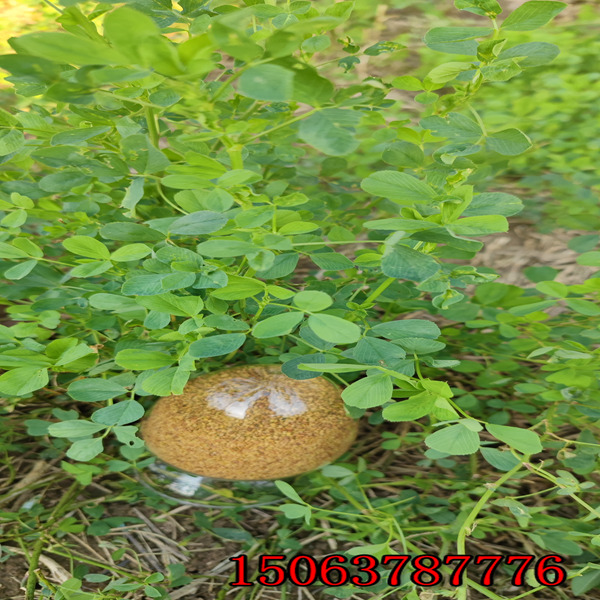 苜蓿草籽每畝需要多少？