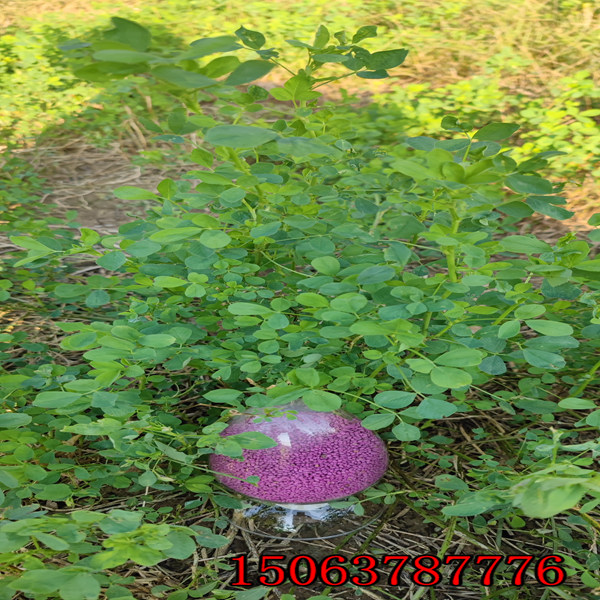 苜蓿草籽怎么種植？