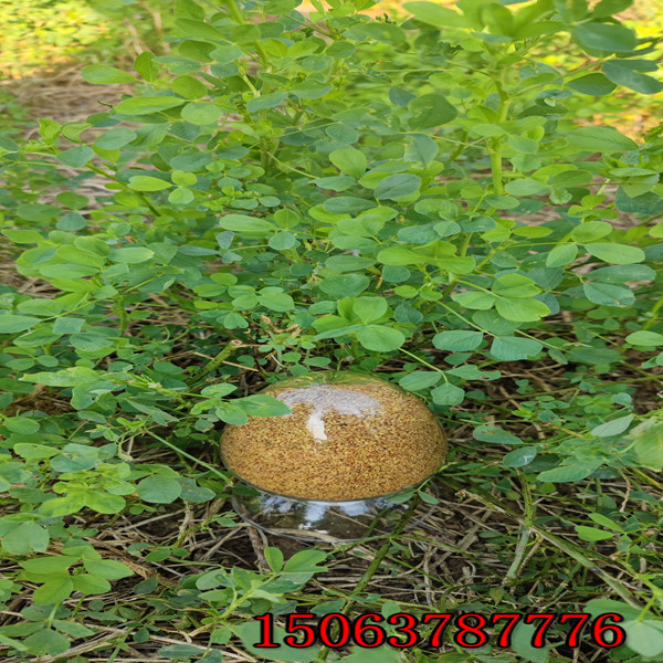 苜蓿草籽怎么種植？