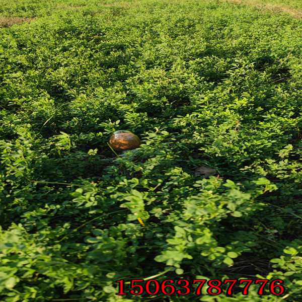 苜蓿草籽怎么種植？