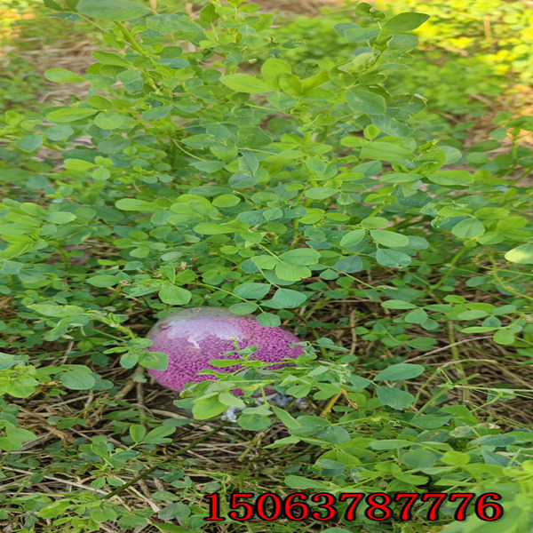 紫苜蓿草籽播種？