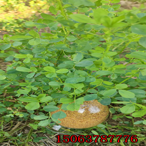 紫苜蓿草籽播種？