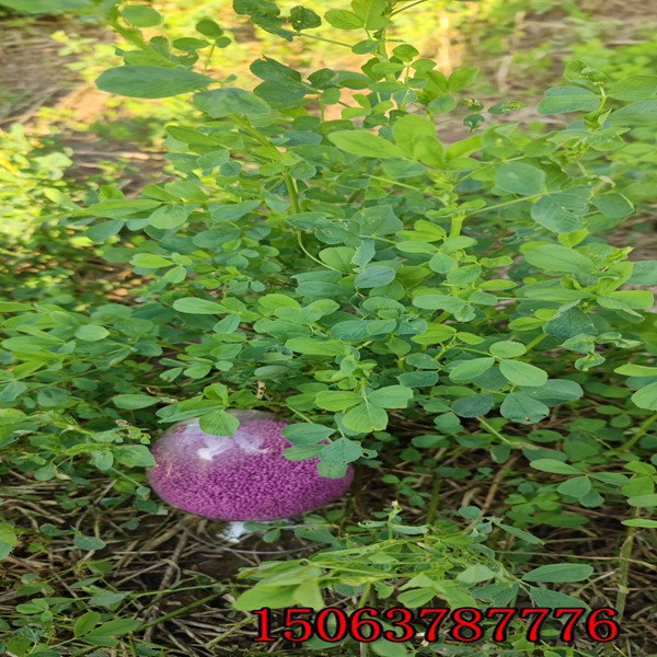 紫苜蓿草籽播種？