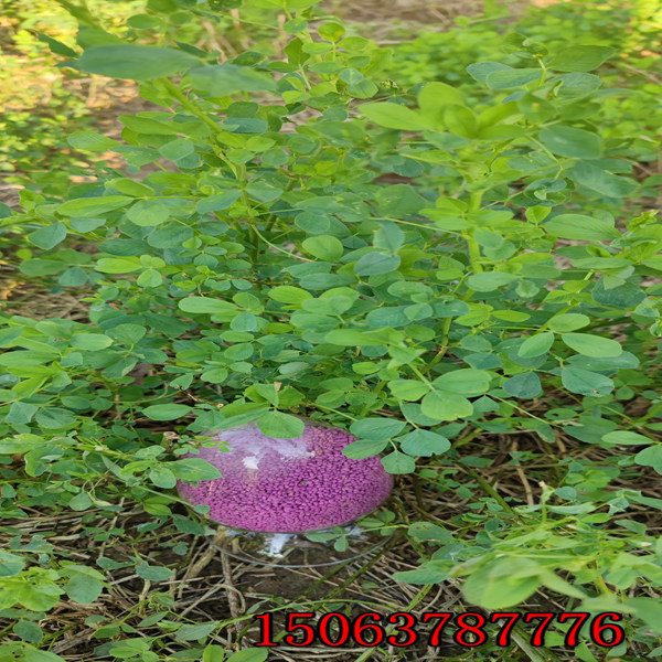 苜蓿草草籽多少錢每公斤？