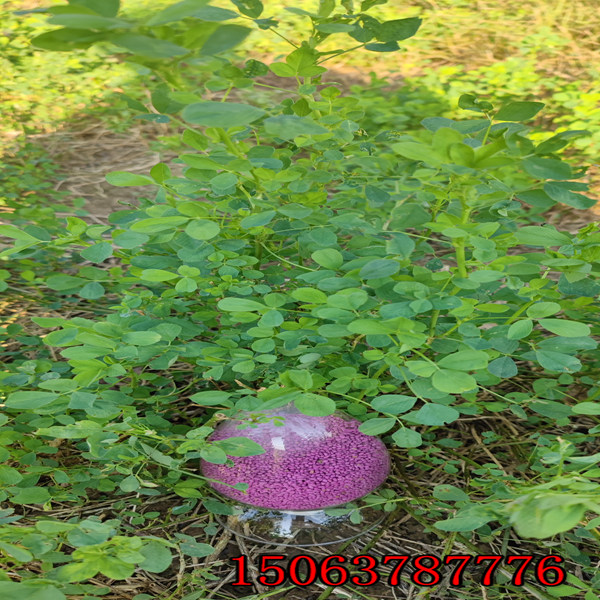 苜蓿草草籽多少錢每公斤？