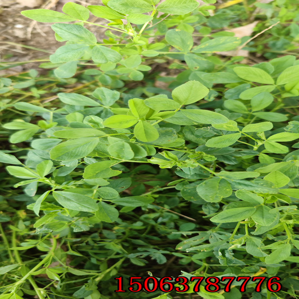苜蓿草草籽多少錢每公斤？