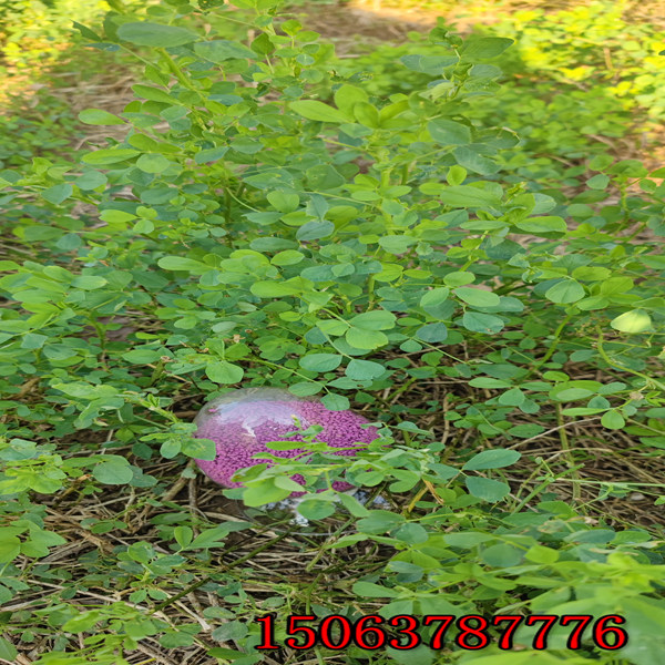 苜蓿草籽兔子能吃嗎？
