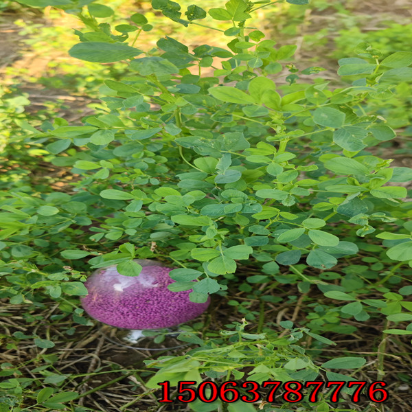 苜蓿草籽兔子能吃嗎？