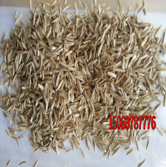 影響草坪種子質量的主要因素是什么？
